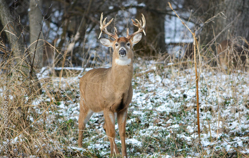 Obraz na płótnie 14 Point Michigan Buck and his Does w salonie
