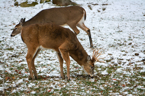 Obraz na płótnie 14 Point Michigan Buck and his Does w salonie
