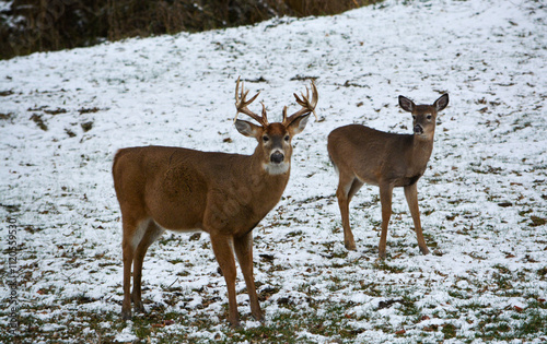Obraz na płótnie 14 Point Michigan Buck and his Does w salonie
