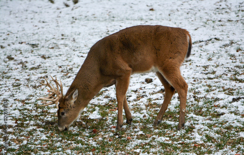 Obraz na płótnie 14 Point Michigan Buck and his Does w salonie
