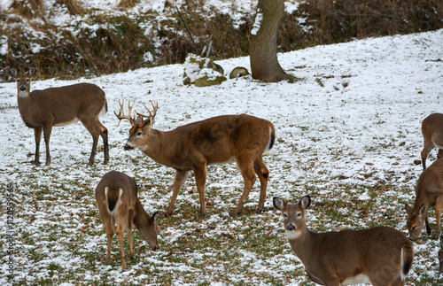Obraz na płótnie 14 Point Michigan Buck and his Does w salonie