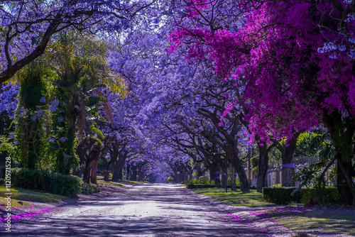 Fototapeta Naklejka Na Ścianę i Meble -  Jacaranda trees in full bloom lined in a pretoria street south africa during spring