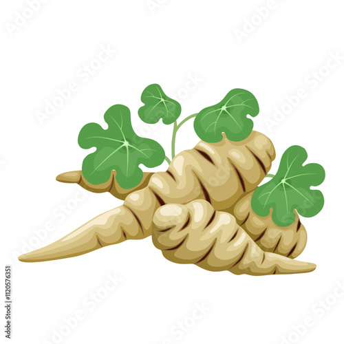 Illustration of mashua tuber, with green leaves, scientific name Tropaeolum tuberosum, isolated on white background.