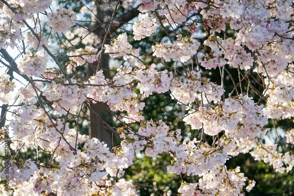 cherry blossom blooms in spring cherry blossom blooms in spring