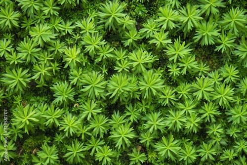 Mossy Forest Floor Texture Wallpaper