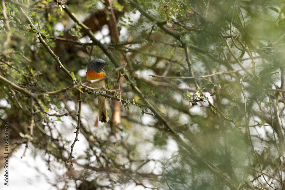 Small minivet Bird in Forest