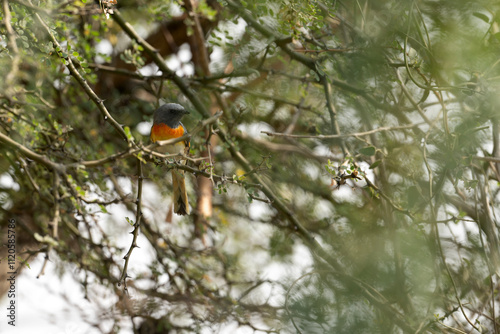 Obraz na płótnie Small minivet Bird in Forest w salonie