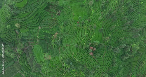 Aerial footage of woman picking tea  leaves at tea farm landscape in China