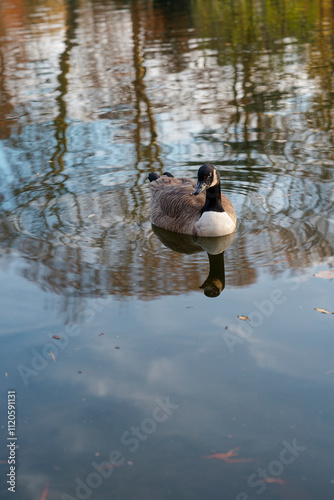 Canadian goose swims gracefully on the tranquil waters of Bois de Vincennes during a serene afternoon in Paris photo