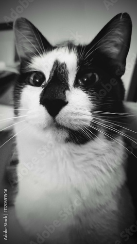 Gato Blanco y Negro