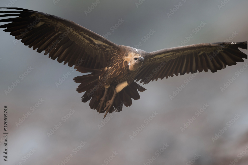 white rumped vulture Flying