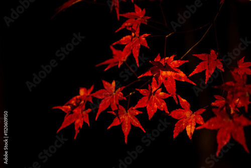 黒い背景の赤い紅葉の葉