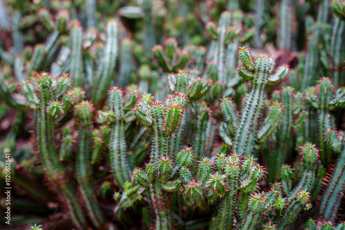 Close-up photo of cute Euphorbia enopla cactus with pink spines
