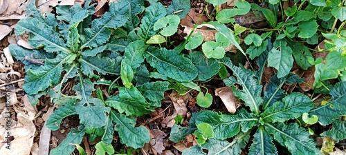 Elephantopus scaber leaf plant attached to the ground 4 photo