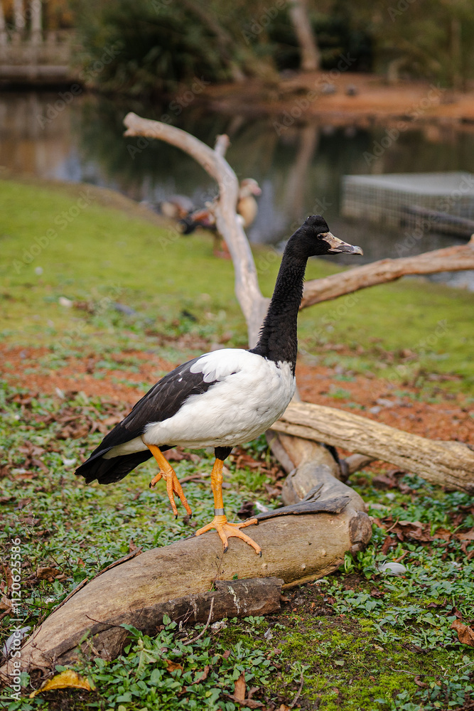 Fototapeta premium Magpie goose posing on a branch
