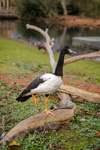 Magpie goose posing on a branch photo