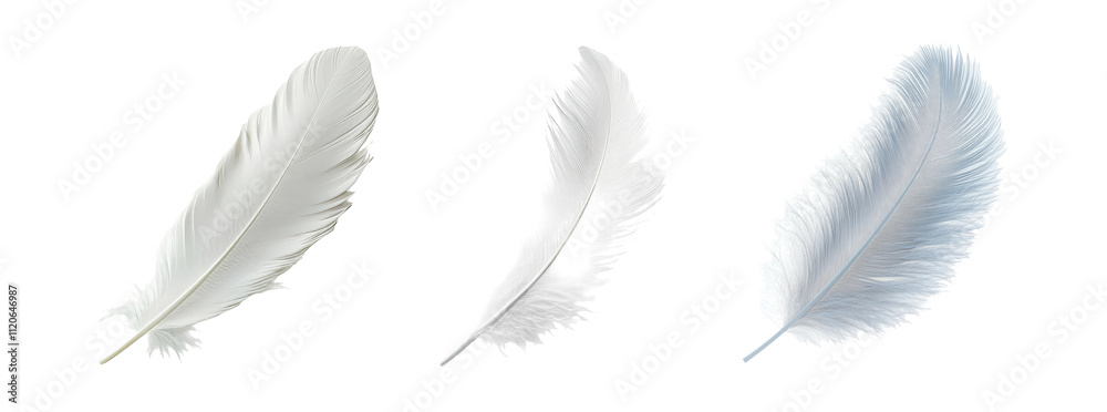 Elegant White Feathers on Transparent Background Elegant White Feathers on Transparent Background
