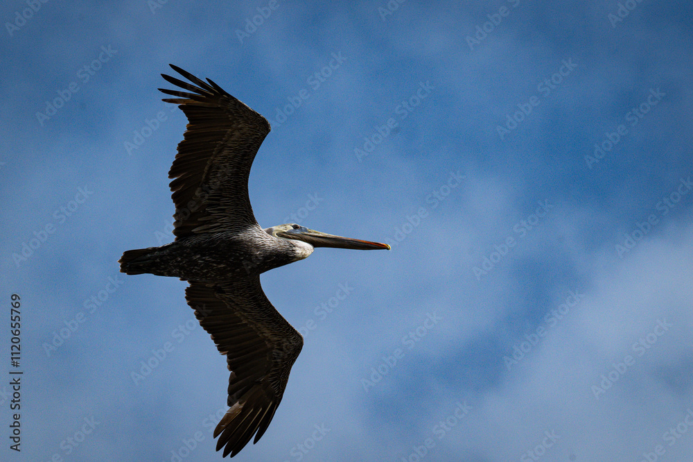 a brown pelican flying over the carribean sea a brown pelican flying over the carribean sea