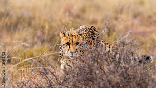 Female adult cheetah thoroughly surveilling the area, Mountain Zebra National Park, South Africa 