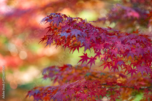 鎌倉2412　鶴岡八幡宮19　白幡神社の紅葉