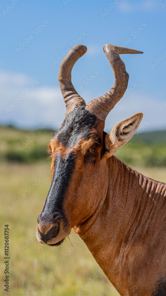 Fototapeta premium Portrait of a red hartebeest, Addo Elephant National Park, South Africa