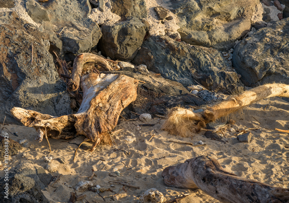 Driftwood Tree on a Rocky Beach in Honolulu, Hawaii. Driftwood Tree on a Rocky Beach in Honolulu, Hawaii.