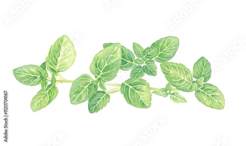 Watercolor painting of oregano sprig.