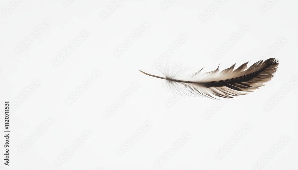 Obraz premium A Single Dark Brown Feather on White Background