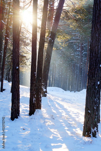 Winter snowy pine forest. Small hill, pine trees, snow and sun.