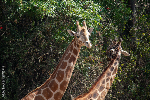 Canvas Print giraffe in the zoo