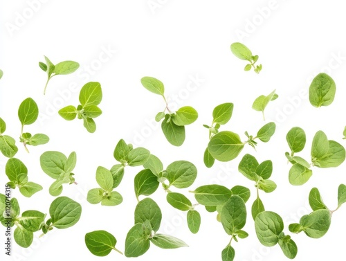 Fresh oregano leaves falling on white background