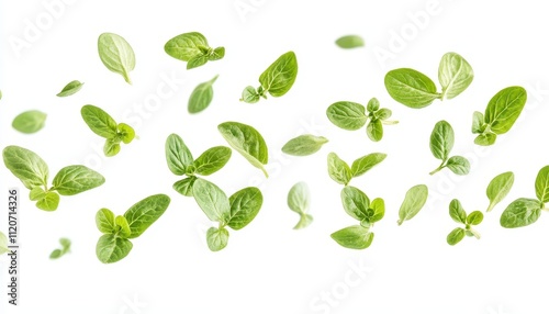 Fresh oregano leaves falling against white background