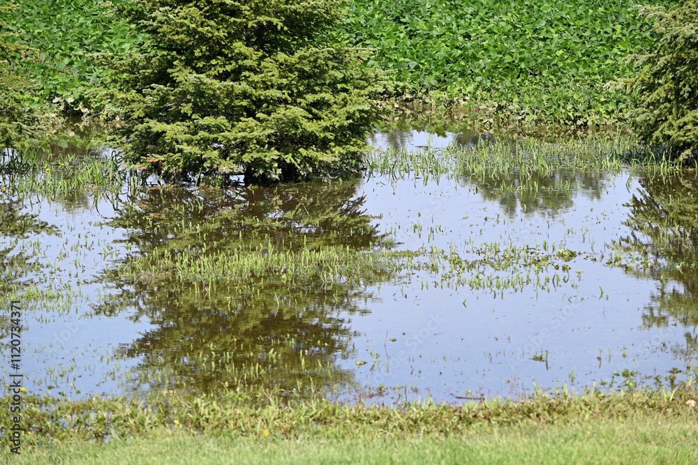 Obraz premium Flooded Meadow