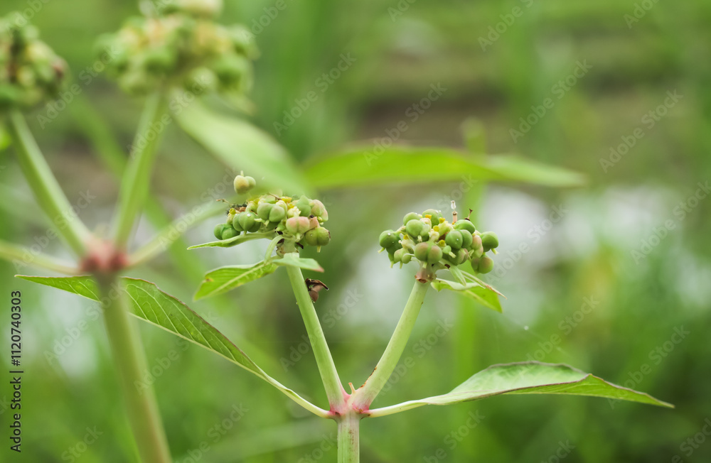 Photo of the Euphorbia heterophylla plant.