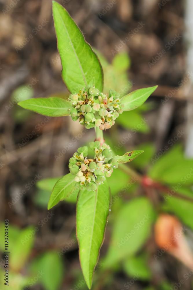 Photo of the Euphorbia heterophylla plant. Photo of the Euphorbia heterophylla plant.