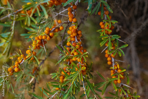 Sea buckthorn berries, a source of vitamins growing on the higher reaches of the Himalayas.
