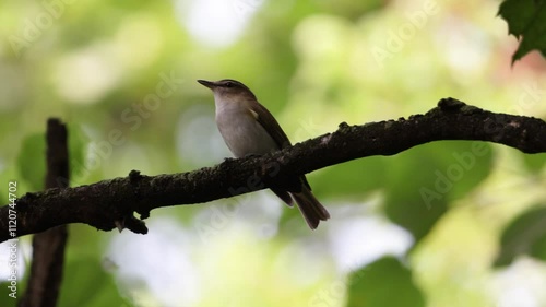 Red eye vireo bird singing in a forest