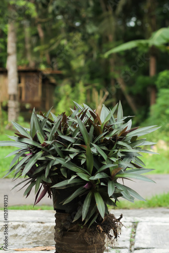 Photo of an ornamental plant with the Latin name Tradescantia spathacea Sw.