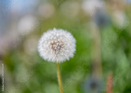 Dandelion in the nature. Dandelion flower. The fluffy puff of a dandelion clock in macro. Flower prepares to spread its seeds in the springtime. Dandelion seedhead in nature photo