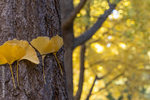 Gingko leave tight around the tree photo