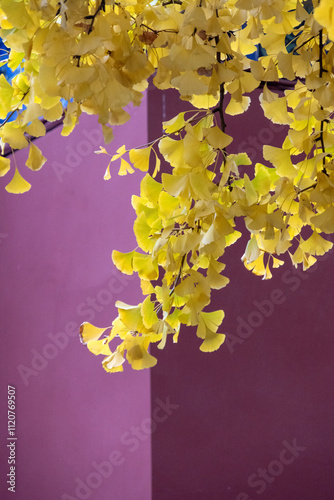 Yellow Ginkgo avenue inside Zhongshan Park, Beijing photo