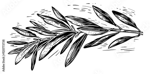 olive branch engraving black and white outline