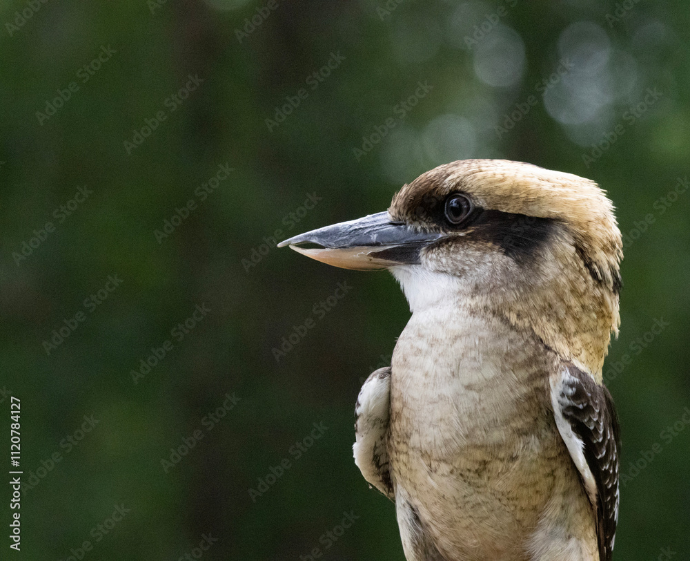 Side profile of a perched kookaburra with its distinctive beak and green forest background. Side profile of a perched kookaburra with its distinctive beak and green forest background.
