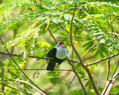 Seychelles endemic blue pigeon on tree branch inside the morn Seychellois national park, Mahe, Seychelles  photo