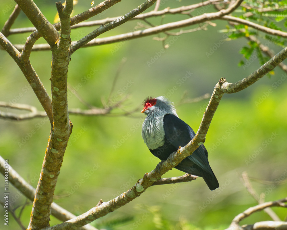 Fototapeta premium Seychelles endemic blue pigeon on tree branch inside the morn Seychellois national park, Mahe, Seychelles 