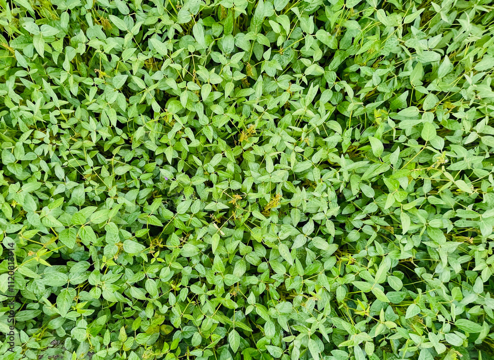 Fresh soybean sprouts in the sun, their delicate green leaves grow densely, creating a vibrant green carpet. Fresh soybean sprouts in the sun, their delicate green leaves grow densely, creating a vibrant green carpet.