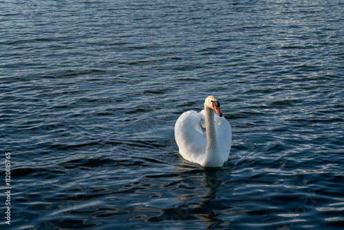 White swan on Gorodishchenskoe Lake on a dark blue background on a summer sunny day, Izborsk, Pskov region, Russia photo