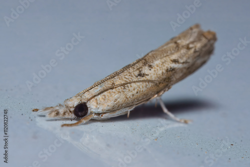 Macro photography of Culladia hastiferalis moth on vehicle, Mahe, Seychelles.  photo
