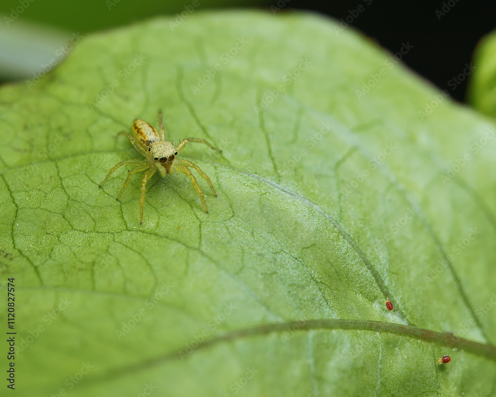 Macro photography of Iridescent jumping spider on passion fruit leaf, Mahe Seychelles Macro photography of Iridescent jumping spider on passion fruit leaf, Mahe Seychelles