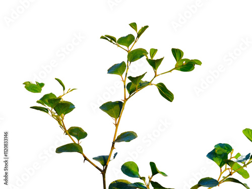  Jujube Branch Leaves Isolated On PNG and White Background